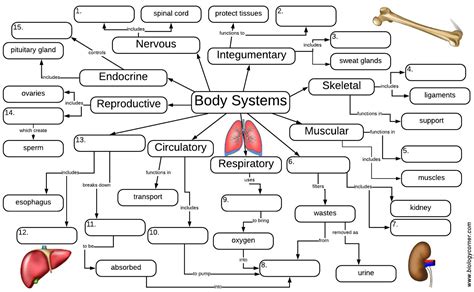 Body systems graphic organizer answer key - Sep 3, 2018 - This Pin was discovered by Tracy. Discover (and save!) your own Pins on Pinterest